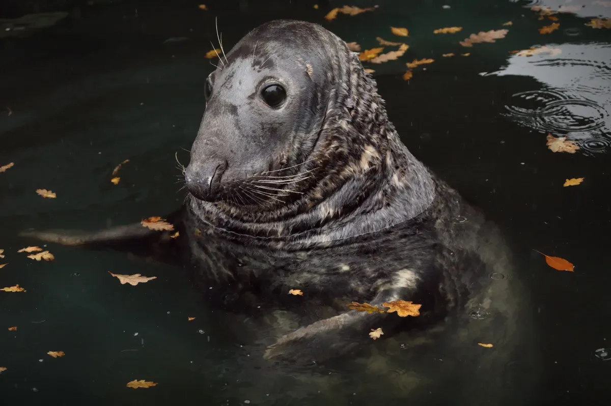 Seal Sanctuary