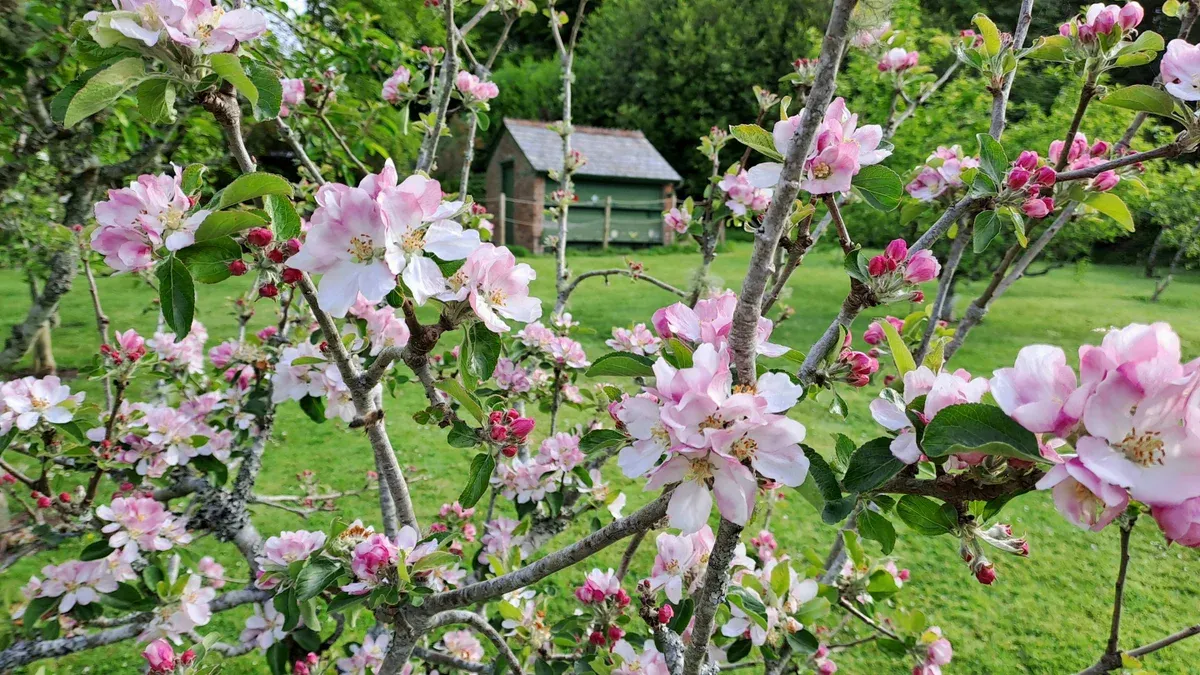 Trengwainton Garden